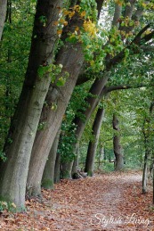 Naturschutzgebiet Hainesch-Iland