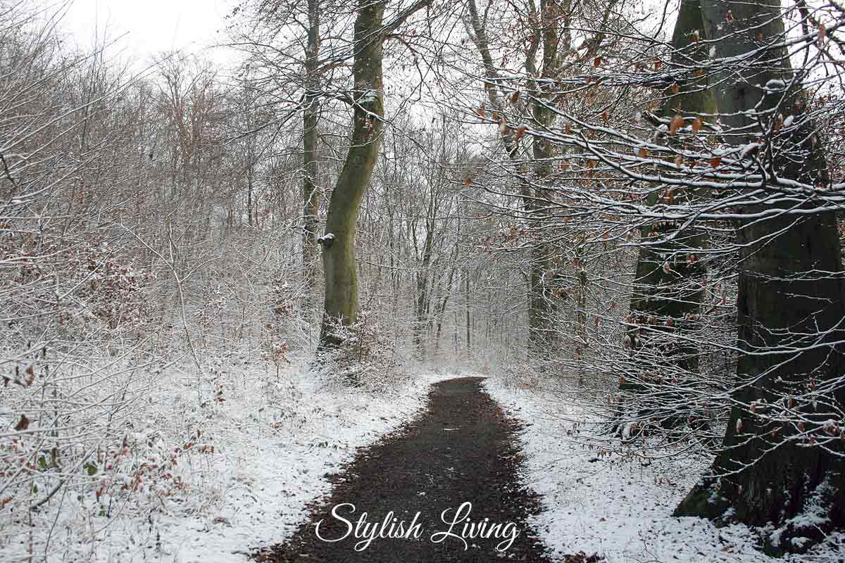 Schnee-Waldweg im Elm
