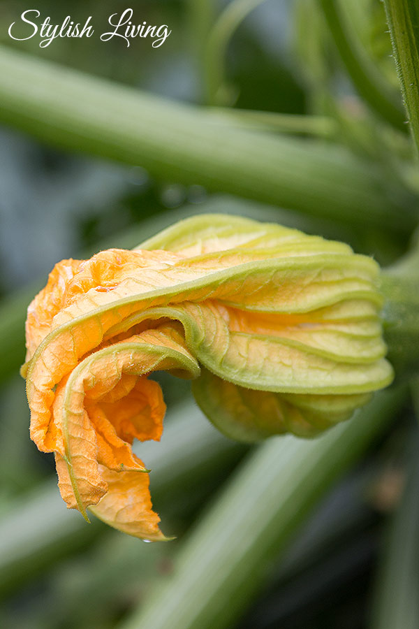 Gefüllte Zucchiniblüten auf Karottensuppe | Stylish Living