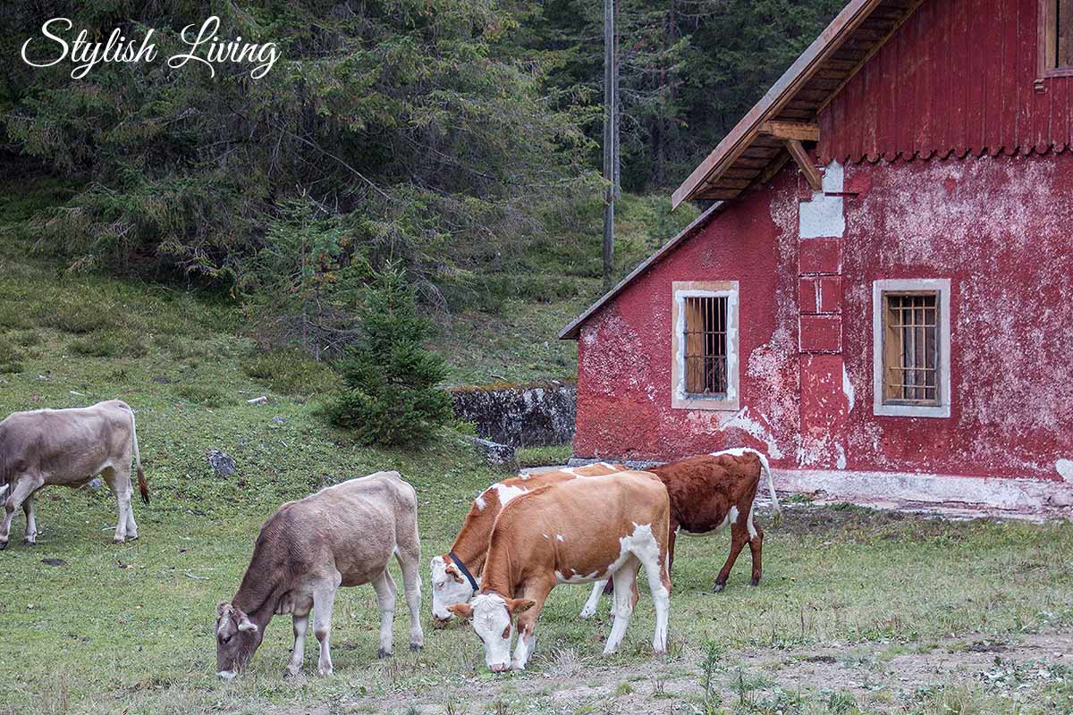 Kühe Südtirol