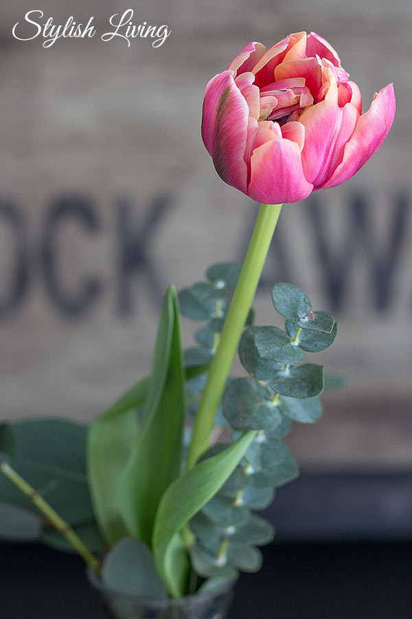 einzelne Tulpe in Vase