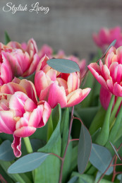 gefüllte Tulpen in pink