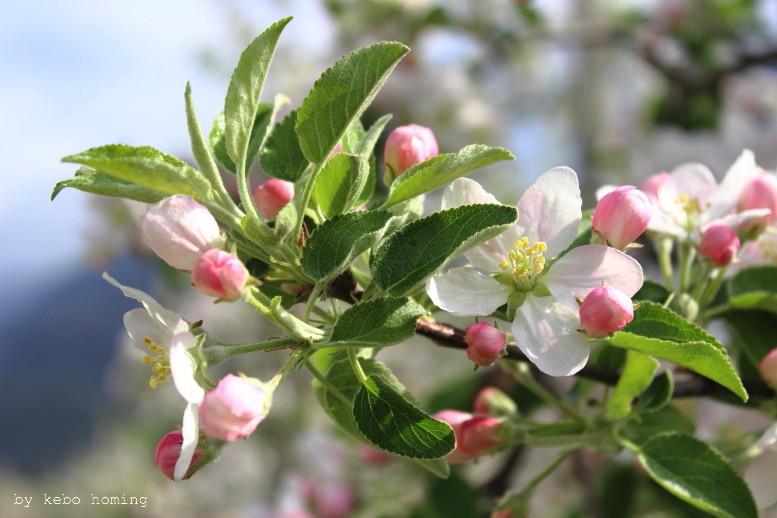 Apfelblüte von Kebo