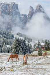 Pferde im Winter vor dem Schlern