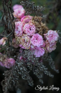Rosenblüte im November in Lieblingsomas Garten